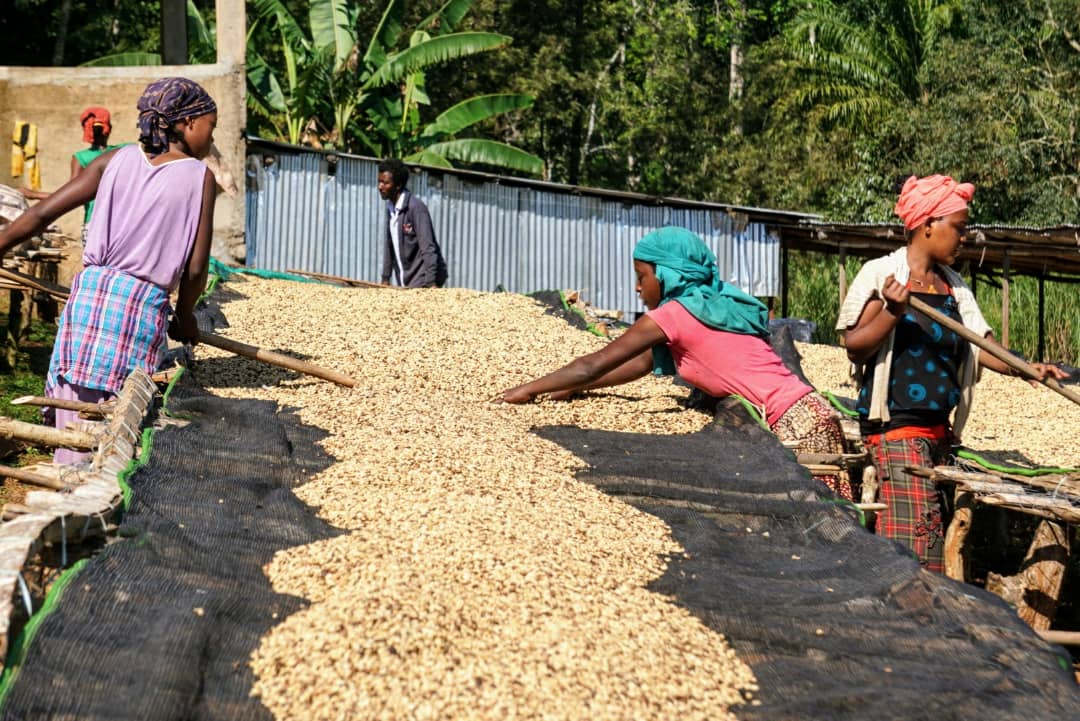 NEW! GRADE 1 - Washed Ethiopian Yirgacheffe and Guji  available to buy now!