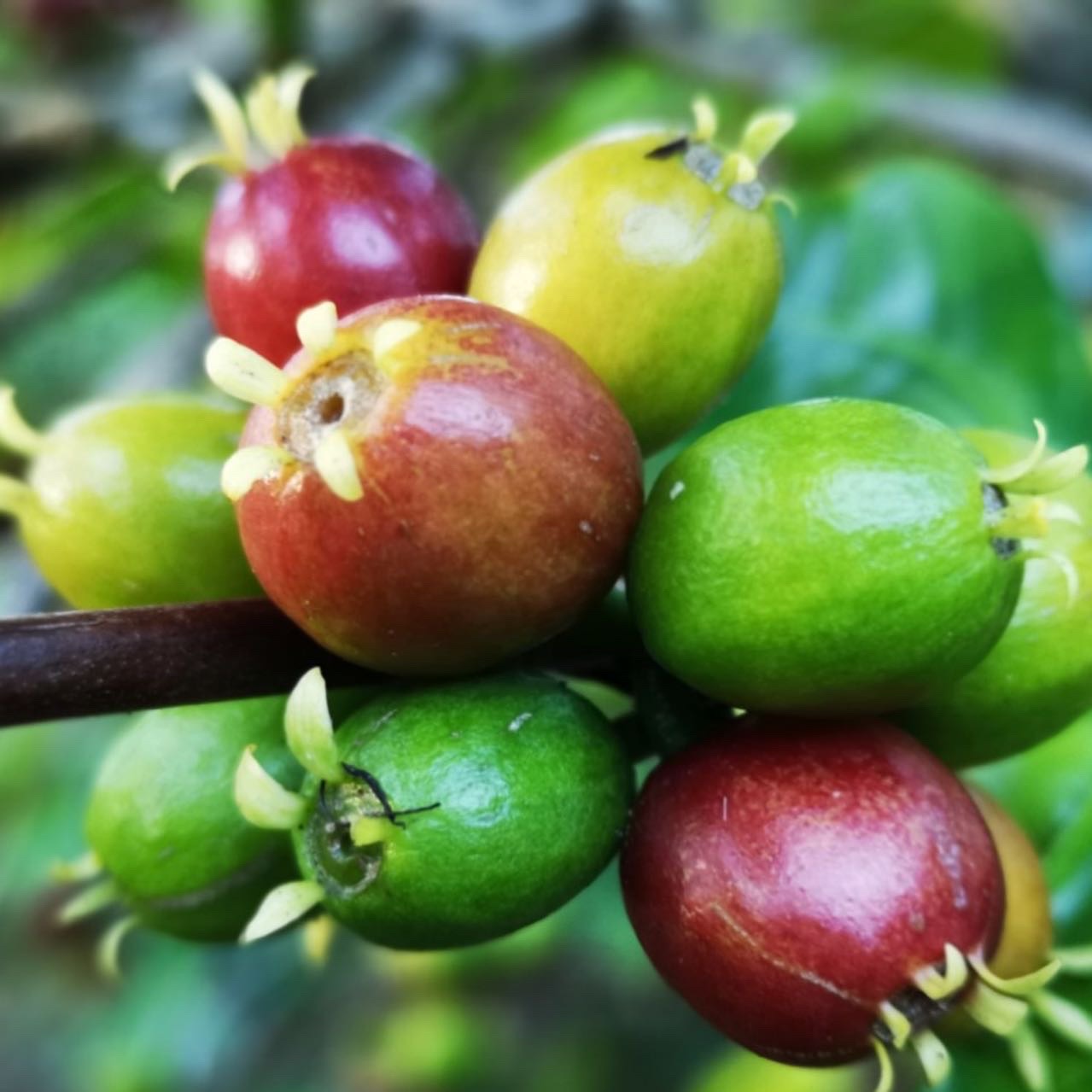 Indian Mysore Nuggets AAA