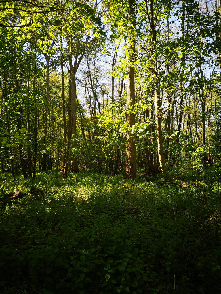 Old Brown Java-A Delicious Commodity For All Of Us