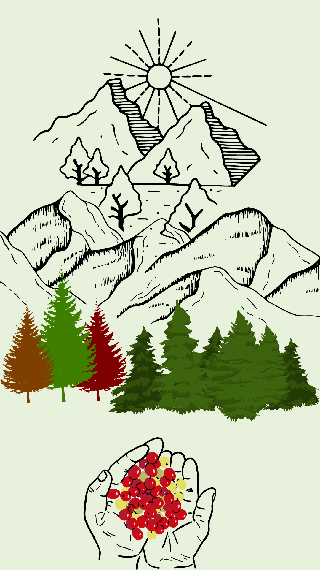 Characteristics of Forest Coffee