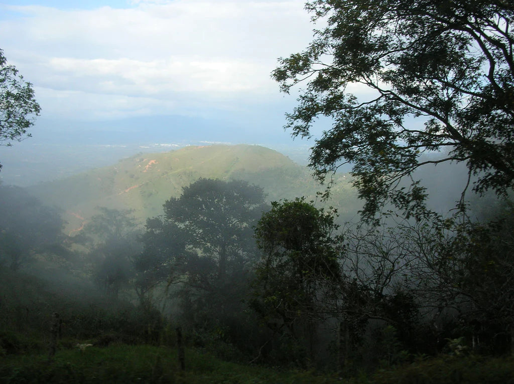 Jamaican Blue Mountain-A Unique Experience