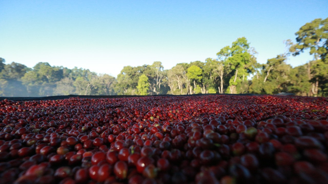 Ethiopian origin coffees.
