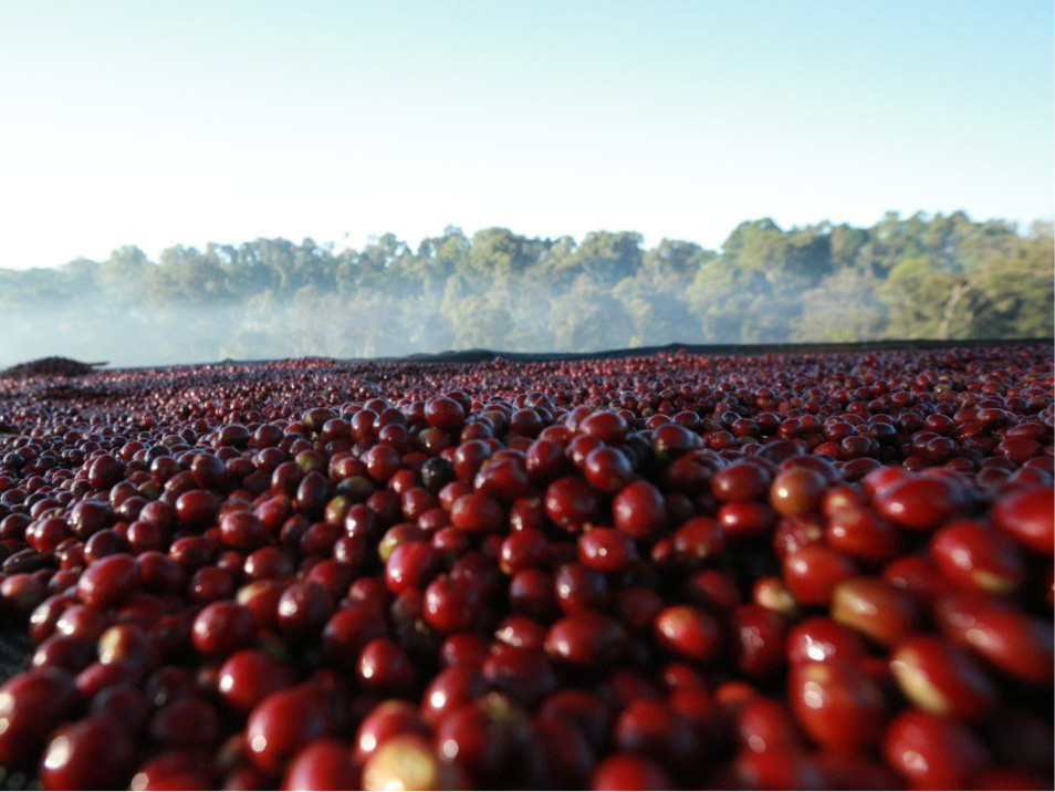 Zege Wild Forest Coffee Starter Pack